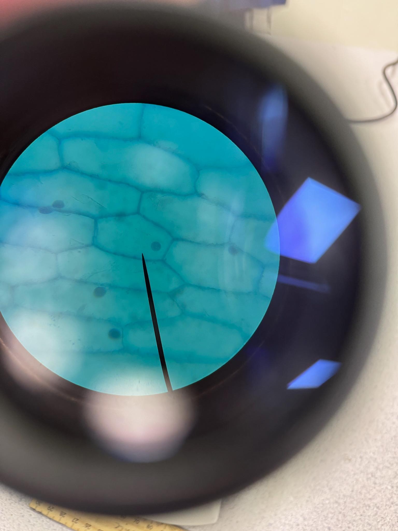 year-8-cells-under-micro-mooroolbark-college